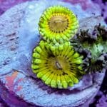 Lemonhead - Image 6