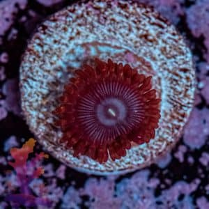 Lunar Eclipse Zoa