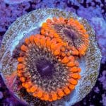 Lunar Eclipse Zoa - Image 3