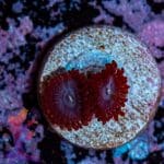 Lunar Eclipse Zoa - Image 4