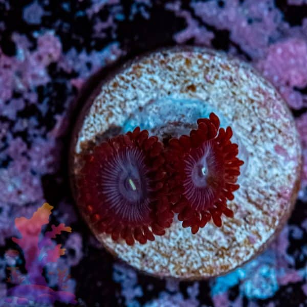 Lunar Eclipse Zoa - Image 4