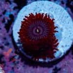 Lunar Eclipse Zoa - Image 5