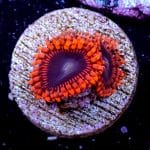 Lunar Eclipse Zoa - Image 6