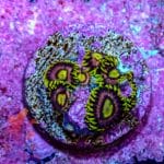 Mad Hatter - Image 6