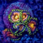 Nirvanas Zoa