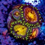Nirvanas Zoa - Image 2