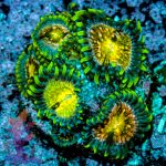 Nirvanas Zoa - Image 3
