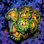 Nirvanas Zoa - Image 4