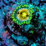Nirvanas Zoa - Image 5
