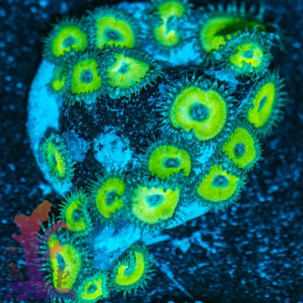 Nuclear Death - Image 2