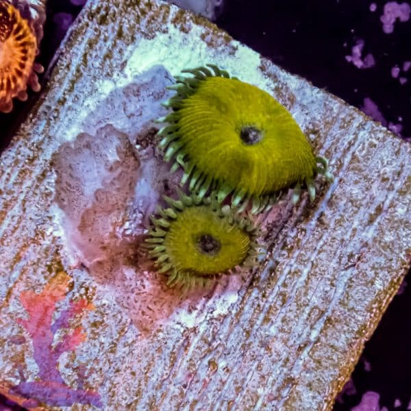 Nuclear Death - Image 4