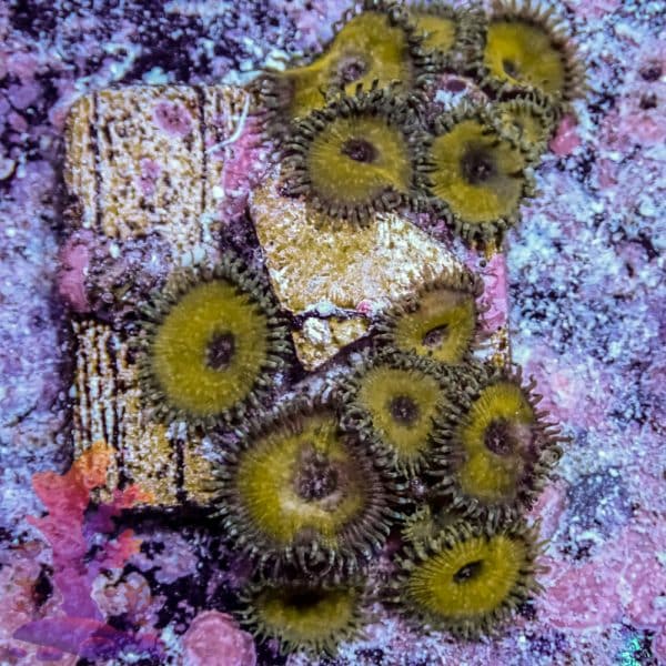 Nuclear Death - Image 8