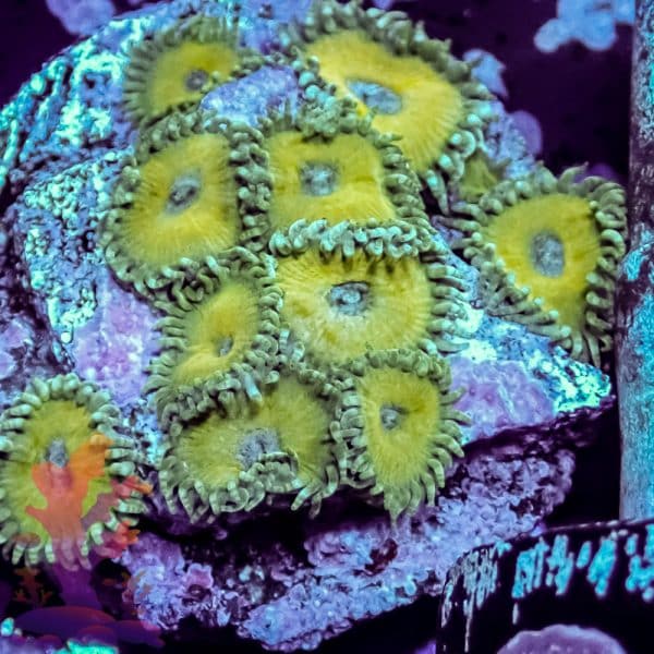 Nuclear Death - Image 9