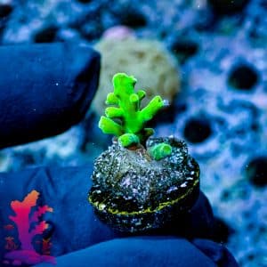 Ora Frogskin Acropora