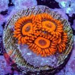 Orange Oxide - Image 6