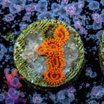 Orange Oxide - Image 7
