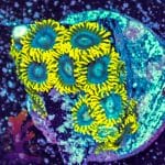 Orange Oxide - Image 8