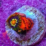Orange Oxide - Image 9