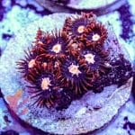 Orange Sunburst - Image 10