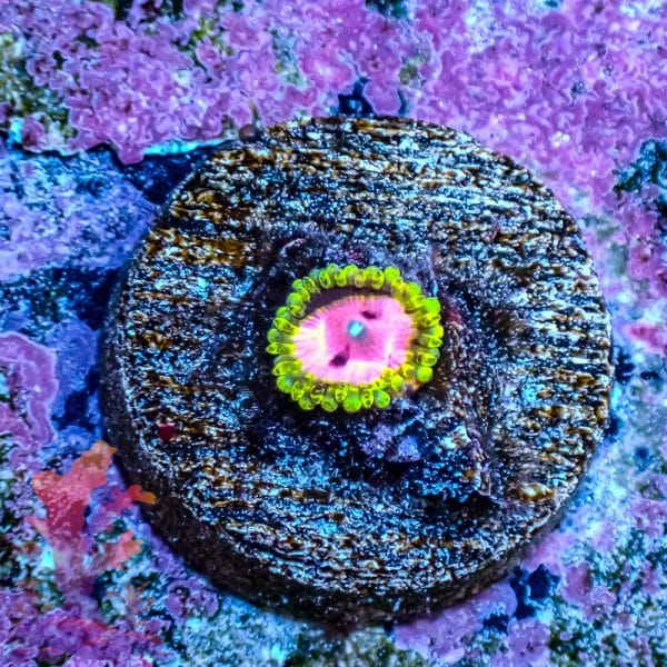 Pink Diamond - Image 1