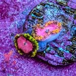 Pink Diamond - Image 2