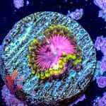 Pink Diamond - Image 3