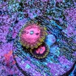 Pink Diamond - Image 4