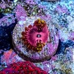 Pink Diamond - Image 7