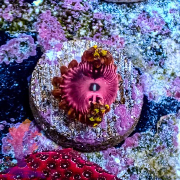 Pink Diamond - Image 7