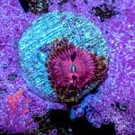 Pink Diamond - Image 8