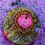 Pink Diamond - Image 9