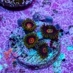 Purple Heart - Image 7