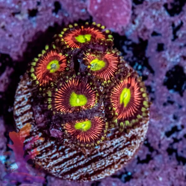 Radioactive Cat Eye - Image 1