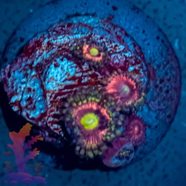 Radioactive Cat Eye - Image 10