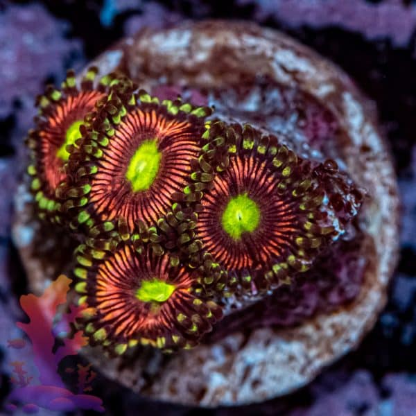 Radioactive Cat Eye - Image 3