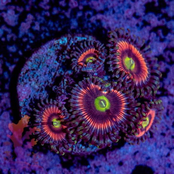 Radioactive Cat Eye - Image 6