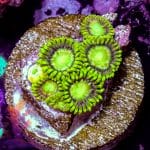 Radioactive Dragon Eyes