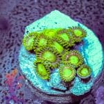Radioactive Dragon Eyes - Image 10