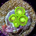 Radioactive Dragon Eyes - Image 2