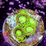 Radioactive Dragon Eyes - Image 3