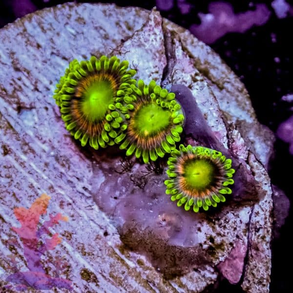 Radioactive Dragon Eyes - Image 5