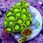 Radioactive Dragon Eyes - Image 6