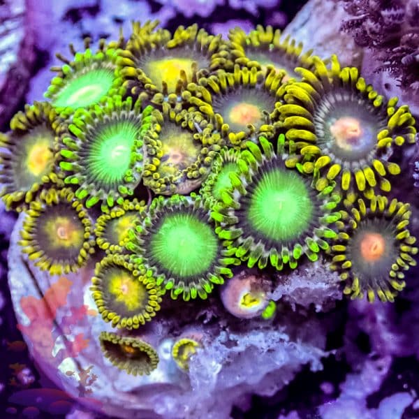 Radioactive Dragon Eyes - Image 7