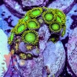 Radioactive Dragon Eyes - Image 8