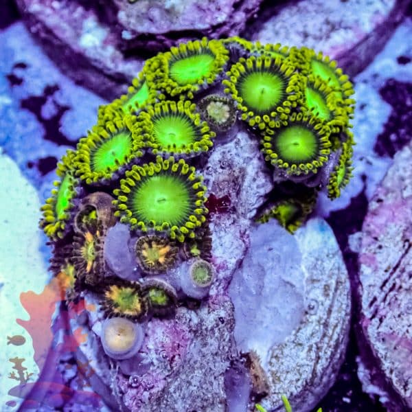 Radioactive Dragon Eyes - Image 8