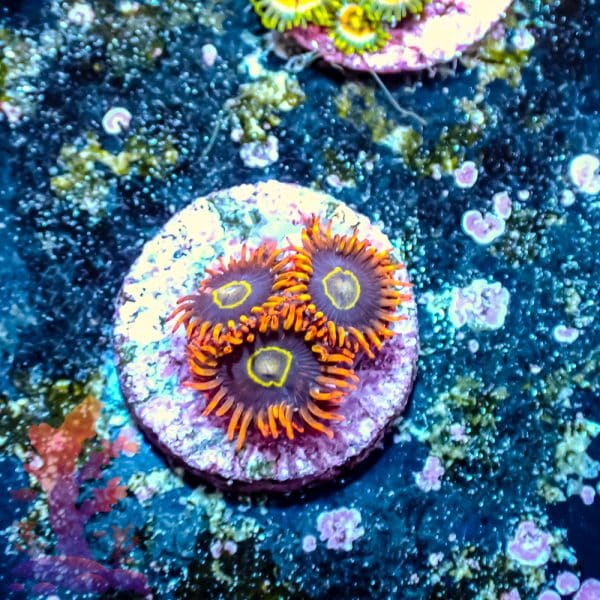 Rainbow Hornet - Image 10