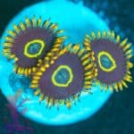 Rainbow Hornet - Image 2