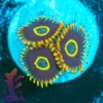 Rainbow Hornet - Image 3