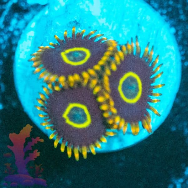 Rainbow Hornet - Image 3