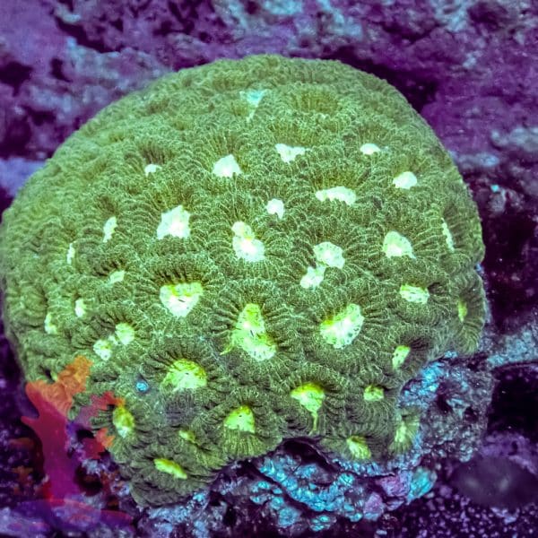 Rainbow Hornet - Image 4